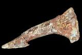 Bargain, Fossil Sawfish (Onchopristis) Rostral Barb- Morocco #106449-1